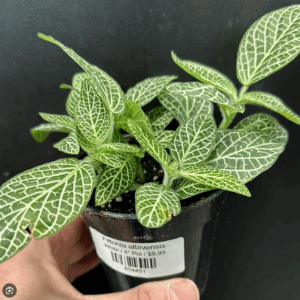 Plant